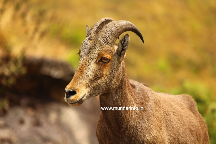 Eravikulam National Park