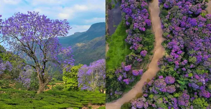 Jacaranda Flowers In Munnar