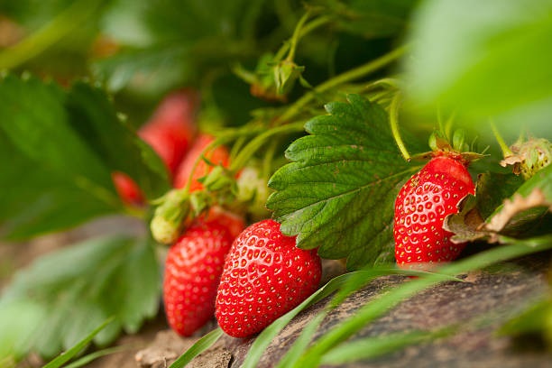 Kanthalloor Strawberry Farm