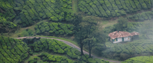 Munnar Information