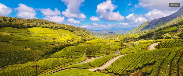 Munnar Tour Guide