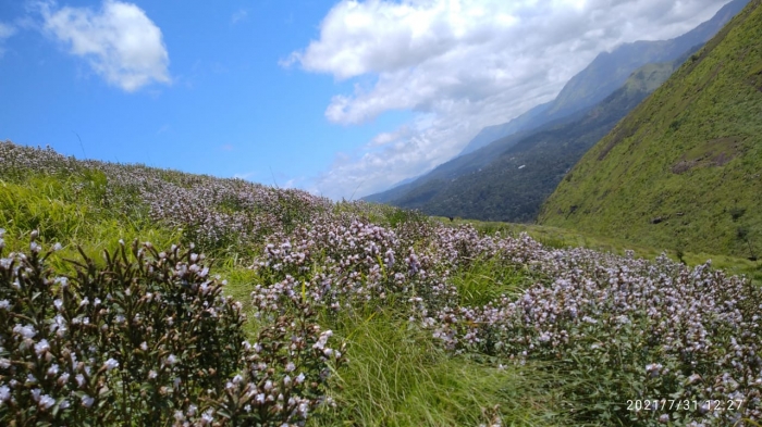 Neelakurinji-2021