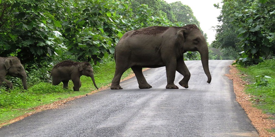 Chinnar Wild Life With Valley View Tour